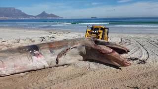 Loading Breeder whale carcass  Sunset Beach Cape Town 15 May 2017 [upl. by Olra]