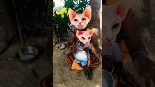 Lalla Lalla Lori Lalla kare Tamasha cute cat 😺😺 funny popularsong [upl. by Pomfrey]