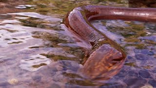 Wow Big Eels Catching Many Eels from river and Cooking Soup recipe for jungle food [upl. by Ramonda]