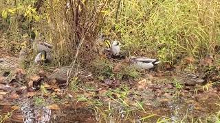 Ducks grubbing some breakfast [upl. by Annalee]