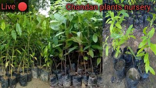 Chandan Plants Nursery Live 🔴 [upl. by Julius]