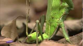 Samsung  The beauty of nature insects HD Trailer [upl. by Macguiness]