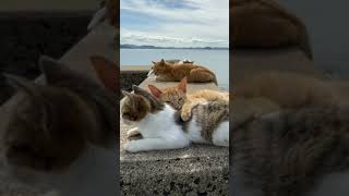 Cute Cats amp Funny Cats 💟💞cats shorts viral pets1 [upl. by Slaughter]