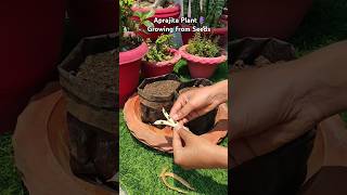 How to grow aprajita plantblue pea from seedsshortsplants gardening houseplants [upl. by Euqimod515]