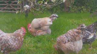 Mating Swedish Flower Hens [upl. by Los]