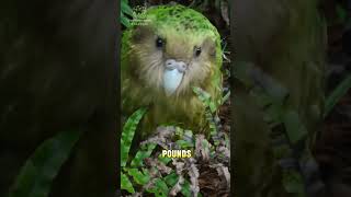 HEAVIEST Parrot  Kakapo [upl. by Doone]