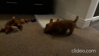 Cavalier King Charles Spaniel Puppy Zoomies [upl. by Morganica]