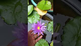 Water lily plant at home waterlily gardening ytshorts [upl. by Harriot]