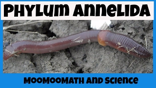 Phylum Annelida Characteristics [upl. by Beverle]