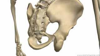 Bones of the Pelvis  Hip Bones  Anatomy Tutorial [upl. by Ardiedal]