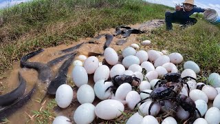 TOP Video a fisherman catch a lots of fishes after farmer harvesting rice by hand [upl. by Meredi93]