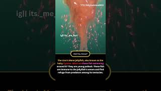 The lion Mane Jellyfish shorts animals mother ytshorts trending viral fact facts ytshort [upl. by Dnalel]