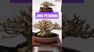 INSPIRASI BONSAI ANTING PUTRI THE MAX PETARUNG👹 [upl. by Nolra]