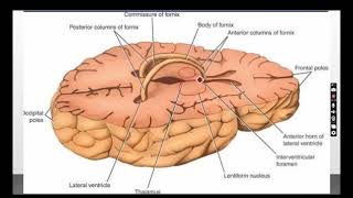 Diencephalon [upl. by Eppillihp]