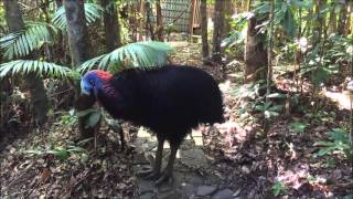 Cassowary territorial rumbling [upl. by Nonnag]