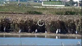 Ardeidas Webcam laguna Riet Vell seobirdlife [upl. by Hsotnas]