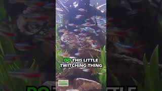 3 Ways Your Aquarium Looks Amazing With Schooling Fish [upl. by Adnaloy515]