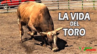 LA VIDA DEL TORO DE REPARO ALIMENTACION MANEJO CUIDADOS ETC [upl. by Prasad845]