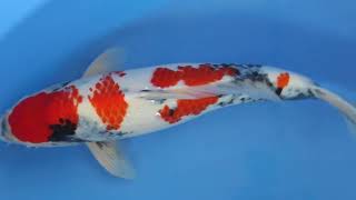 7 Showa 48 cm Dainichi Toyota Koi Farm Bloodline SuperButta Certificate [upl. by Gorlicki]