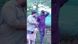 காலைல வாங்க குட்டியோட இருக்கும் 😂 Pet Shop Prank  Katta Erumbu [upl. by Ennairoc583]