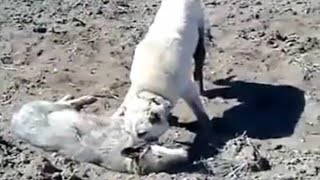 Kangal Completely Destroys A Wolf In An Epic Battle [upl. by Gilbertina]