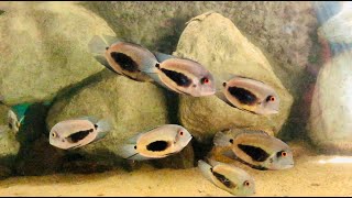 Uaru Cichlid Fish in Aquarium  Relaxing Video [upl. by Elpmet]