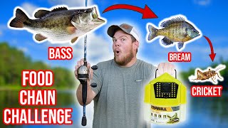 Food Chain Fishing Challenge BIG FISH [upl. by Romanas]