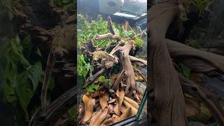 Crested Gecko Enclosure Transformation bioactive livingvivarium reptileshop tucson arizona [upl. by Nayar]