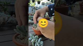 How to Propagate Cotyledon Orbiculata Round Leaf Form  shortvideo shorts succulentpropagation [upl. by Anyg]