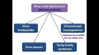 ECG course Sinus node dysfunction Dr Sherif Altoukhy [upl. by Uuge]