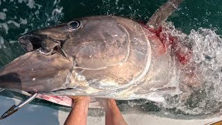 GRAPHIC Selling a Giant Bluefin Tuna The REAL Wicked Tuna [upl. by Adall684]