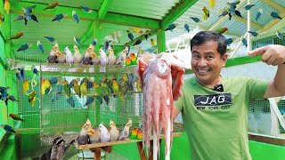 My 200 Pairs of African Lovebirds amp Cocktiel Breeders  Discover my feeding methods for birds [upl. by Fontes]