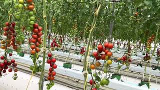 Smart Farm  Cherry Tomatoes smartfarm [upl. by Salkcin]