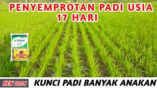 PENYEMPROTAN PADI PERTAMA UNTUK MEMPERBANYAK ANAKAN PADI [upl. by Ailimaj233]