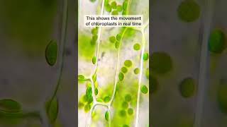 chloroplast in leaf trending viral biology durgesh [upl. by Blockus]