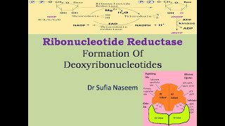 Ribonucleotide Reductase amp Synthesis of Deoxyribonucleotides [upl. by Lleinnad]