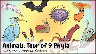 Animals Tour of 9 Phyla [upl. by Selby]