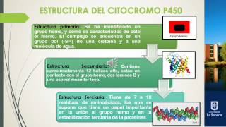 Biotransformación de fármacos por el citocromo P450 [upl. by Yukio506]