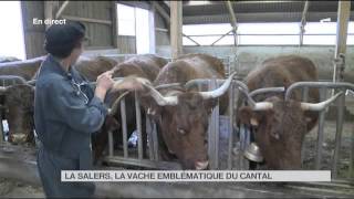 FEUILLETON  La Salers la vache emblématique du Cantal [upl. by Haila]