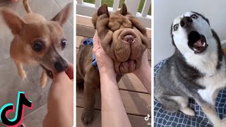 Ultimate Funniest Dogs and Cutest Puppies of TIKTOK Compilation [upl. by Yvan]