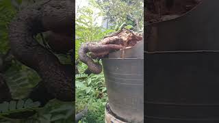 Tamarindus indica asem jawa cascade bonsai style [upl. by Yerrot]