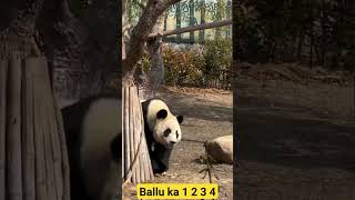 Ballu ka 1 2 3 4 viralshortvideo panda bestvideo animals funny [upl. by Rowland886]