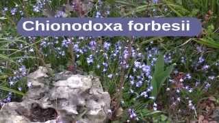 Chionodoxa forbesii [upl. by Atims]