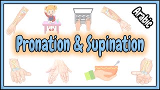 30 Pronation amp Supination Terms  مصطلحات الكب و البسط [upl. by Trabue]