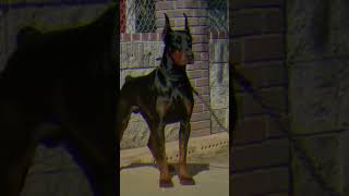 The Doberman Pinscher A Loyal and Fearless Breed with a Heart of Gold [upl. by Htiekal789]