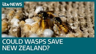 Scientists seek wasp parasite to save New Zealands wildlife  ITV News [upl. by Aihtennek]