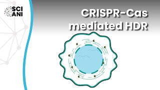 Which molecular factors suppress CRISPRCas mediated HDR [upl. by Hgielrahc]