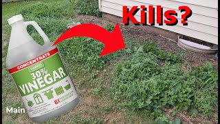 Does using a natural weed killer like vinegar actually work [upl. by Patrizia142]