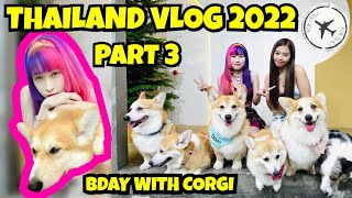 THAILAND VLOG 2022  BIRTHDAY WITH CORGI DOGS [upl. by Alarise]