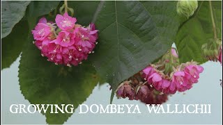 Growing Dombeya Wallichii or Tropical Hydrangeaডমরুপাণি গাছের পরিচর্যা In love with soil [upl. by Buffo]